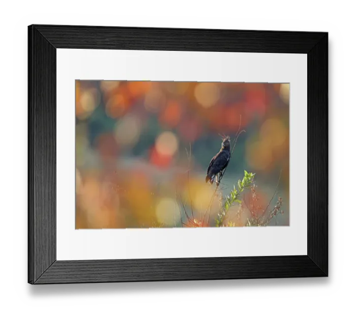 Framed Print : Long-crested eagle (Lophaetus occipitalis) male perched on treetop and looking around, with autumn leaves in Afromontance forest behind, Balgowan, KwaZulu Natal Province Framed Print : Long-crested eagle (Lophaetus occipitalis) male perched on treetop and looking around, with autumn leaves in Afromontance forest behind, Balgowan, KwaZulu Natal Province