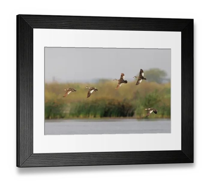 Framed Print : Red-billed Teal (Anas erythrorhyncha) flock in flight over lake, Elephant Marsh, Malawi, October Framed Print : Red-billed Teal (Anas erythrorhyncha) flock in flight over lake, Elephant Marsh, Malawi, October