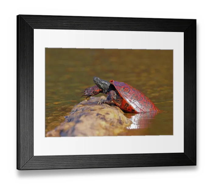 Framed Print : Northern red-bellied turtle (Pseudemys rubriventris) hauling out of water onto log to bask, Maryland, USA Framed Print : Northern red-bellied turtle (Pseudemys rubriventris) hauling out of water onto log to bask, Maryland, USA