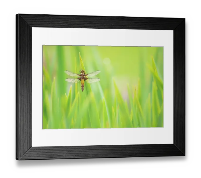 Framed Print : Broad-bodied chaser dragonfly (Libellula depressa) resting on Yellow iris (Iris pseudacorus) leaves, Broxwater, Cornwall, UK, April