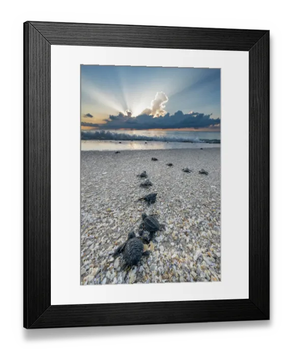 Framed Print : Kemp's ridley turtle (Lepidochelys kempii) hatchlings crawl towards the sea at sunrise. Rancho Nuevo Beach, Tamaulipas, Mexico. Critically endangered Framed Print : Kemp's ridley turtle (Lepidochelys kempii) hatchlings crawl towards the sea at sunrise. Rancho Nuevo Beach, Tamaulipas, Mexico. Critically endangered