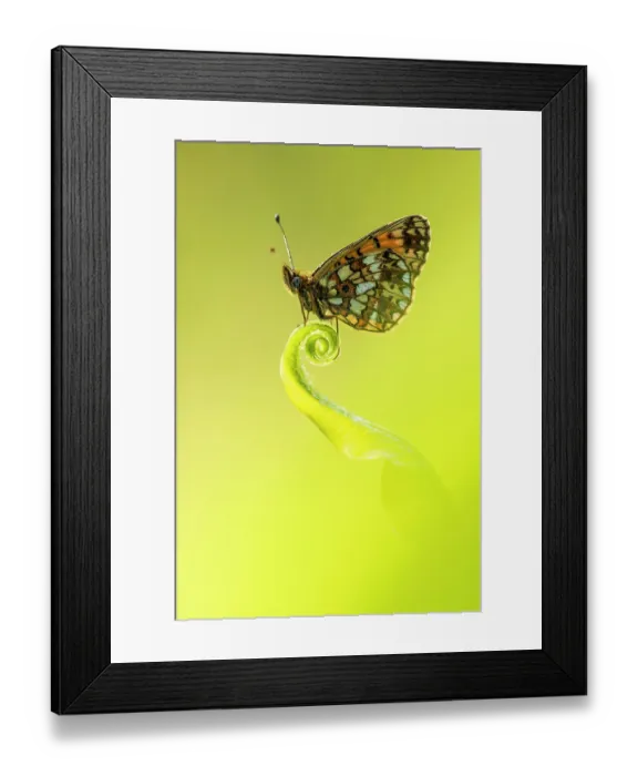 Framed Print : Small pearl-bordered fritillary butterfly (Boloria selene) roosting on Harts tongue fern (Asplenium scolopendrium), Marsland Mouth, Cornwall, UK, May 2023