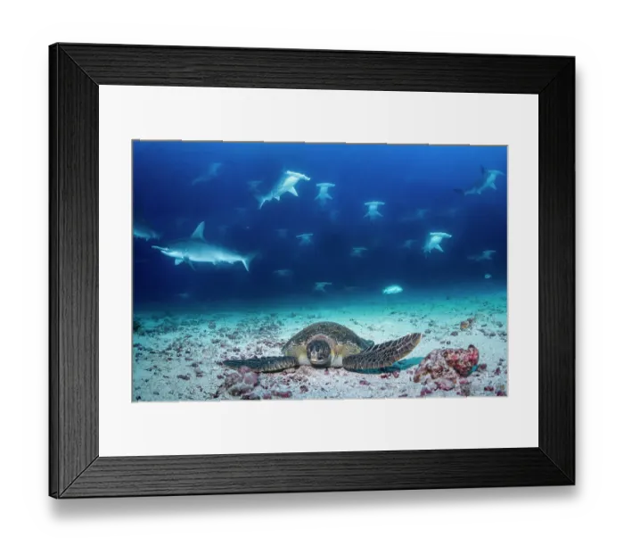 Framed Print : Green turtle (Chelonia mydas) sleeping on sea floor at cleaning station amongst Garden eels (Heteroconger sp.) as Scalloped hammerhead sharks (Sphyrna lewini) swim above Framed Print : Green turtle (Chelonia mydas) sleeping on sea floor at cleaning station amongst Garden eels (Heteroconger sp.) as Scalloped hammerhead sharks (Sphyrna lewini) swim above