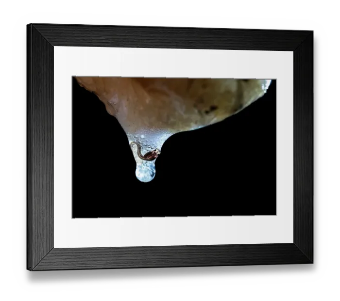 Framed Print : Kinugasa flying frog (Zhangixalus arboreus) about to drop from egg mass on leaf into pool below, Yamanashi Prefecture, Japan