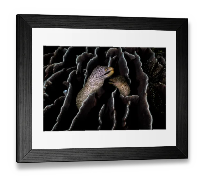 Framed Print : Spotted moray eel (Gymnothorax meleagris) pair coming together within a colony of Leaf coral (Pavona decussata) to spawn, Kagoshima Prefecture, Japan, Pacific Ocean Framed Print : Spotted moray eel (Gymnothorax meleagris) pair coming together within a colony of Leaf coral (Pavona decussata) to spawn, Kagoshima Prefecture, Japan, Pacific Ocean