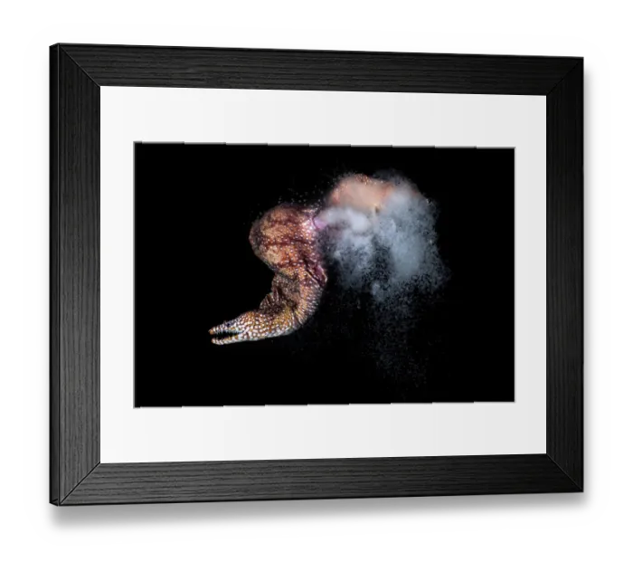 Framed Print : Dragon moray eel (Enchelycore pardalis) female releasing eggs. Male had already spawned and returned to the safety of coral, Kagoshima Prefecture, Japan, Pacific Ocean Framed Print : Dragon moray eel (Enchelycore pardalis) female releasing eggs. Male had already spawned and returned to the safety of coral, Kagoshima Prefecture, Japan, Pacific Ocean