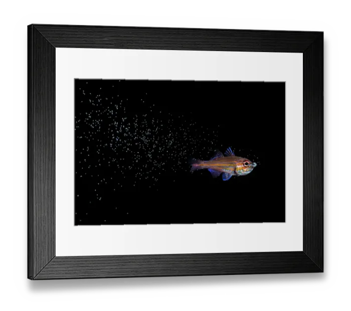 Framed Print : Copperstriped cardinalfish (Ostorhinchus holotaenia) male releasing newly hatched fry from mouth whilst swimming, Kagoshima Prefecture, Japan, Pacific Ocean