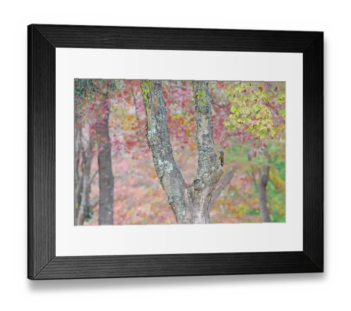 Framed Print : Olive woodpecker (Dendropicos griseocephalus) male on tree trunk, Balgowan, KwaZulu Natal Province, South Africa, May Framed Print : Olive woodpecker (Dendropicos griseocephalus) male on tree trunk, Balgowan, KwaZulu Natal Province, South Africa, May