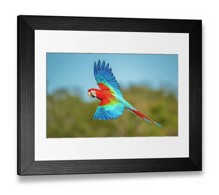 Framed Print : Red-and-Green macaw (Ara chloropterus) in flight, Bonito, Southern Pantanal, Brazil Framed Print : Red-and-Green macaw (Ara chloropterus) in flight, Bonito, Southern Pantanal, Brazil