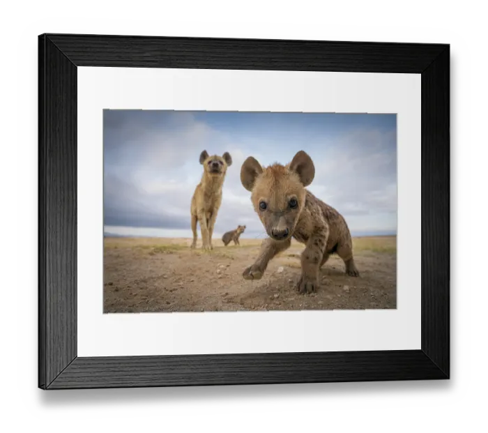 Framed Print : Spotted Hyena (Crocuta crocuta) pup playing as mother and littermate watch, Amboseli National Park, Kenya Framed Print : Spotted Hyena (Crocuta crocuta) pup playing as mother and littermate watch, Amboseli National Park, Kenya