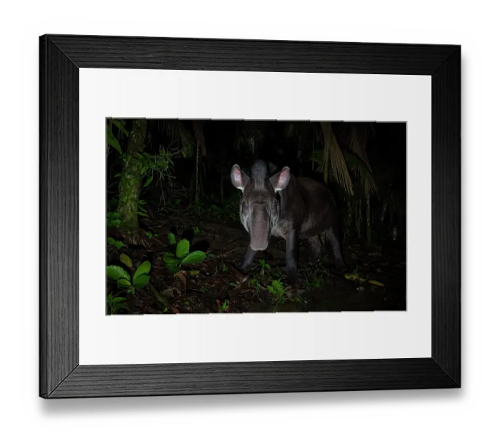 Framed Print : South American tapir (Tapirus terrestris) foraging at night, Atlantic Rainforest, Sao Paulo, Brazil. Endangered Framed Print : South American tapir (Tapirus terrestris) foraging at night, Atlantic Rainforest, Sao Paulo, Brazil. Endangered