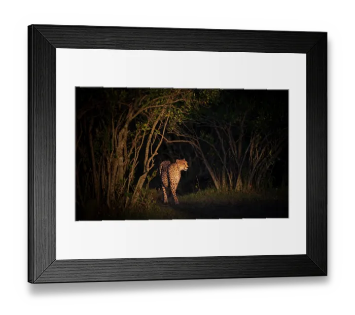 Framed Print : Cheetah (Acinonyx jubatus) walking out from trees at night, Masai Mara, Kenya Framed Print : Cheetah (Acinonyx jubatus) walking out from trees at night, Masai Mara, Kenya