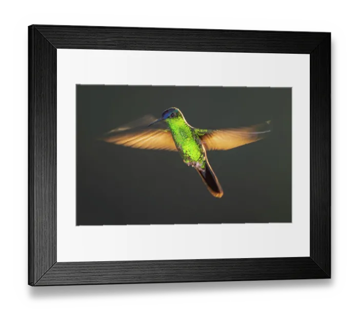 Framed Print : Violet-capped woodnymph hummingbird (Thalurania glaucopis) in flight, Atlantic Rainforest, Sao Paulo, Brazil Framed Print : Violet-capped woodnymph hummingbird (Thalurania glaucopis) in flight, Atlantic Rainforest, Sao Paulo, Brazil