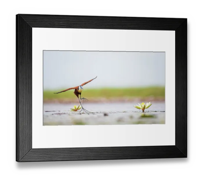 Framed Print : African jacana (Actophilornis africanus) running across pool with lily pads with wings sread, Chobe River, Botswana Framed Print : African jacana (Actophilornis africanus) running across pool with lily pads with wings sread, Chobe River, Botswana