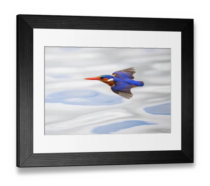 Framed Print : Malachite kingfisher (Corythornis cristatus) flying above Chobe River, Botswana