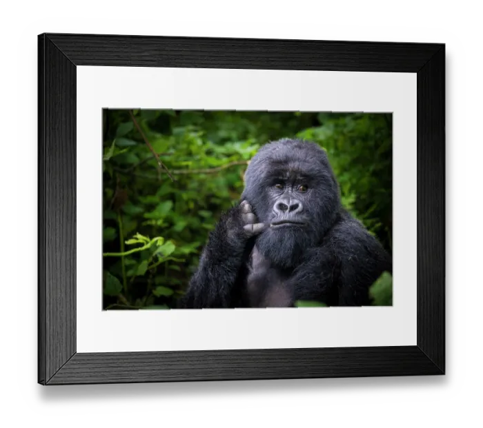 Framed Print : Mountain gorilla (Gorilla beringei beringei) looks over shoulder and presses hand and finger against face, reminiscent of a call me sign, Volcanoes National Park, Rwanda Framed Print : Mountain gorilla (Gorilla beringei beringei) looks over shoulder and presses hand and finger against face, reminiscent of a call me sign, Volcanoes National Park, Rwanda