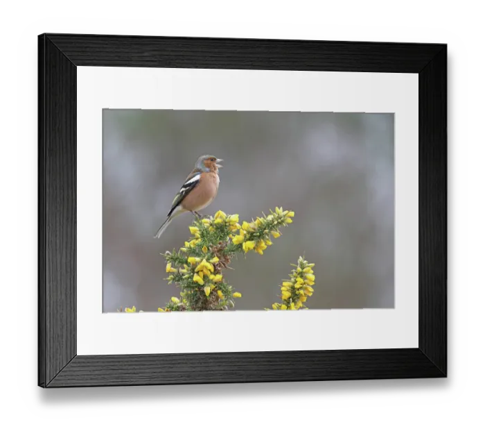 Framed Print : Chaffinch (Fringilla coelebs) male, perched on flowering Gorse (Ulex sp.) singing, Suffolk, UK. February Framed Print : Chaffinch (Fringilla coelebs) male, perched on flowering Gorse (Ulex sp.) singing, Suffolk, UK. February