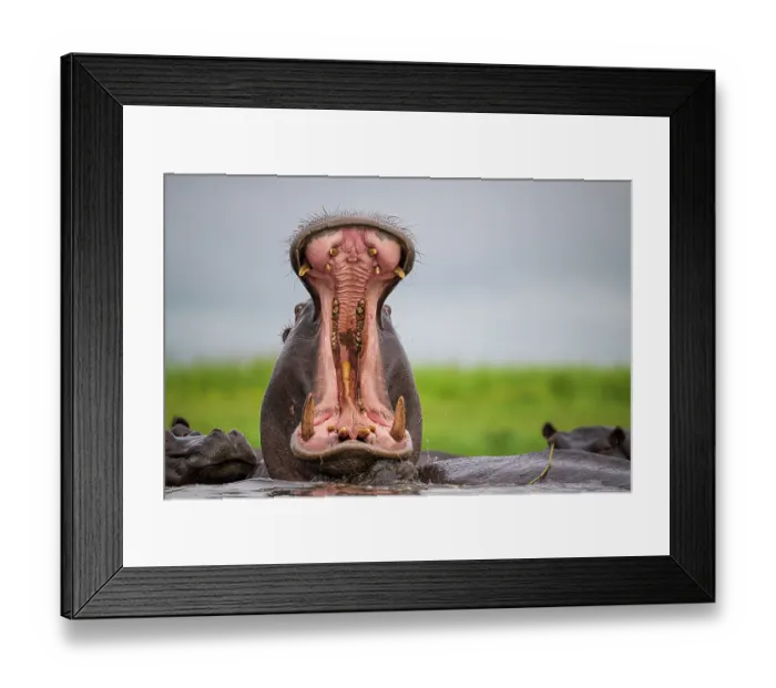 Framed Print : Hippo (Hippopotamus amphibius) bull lifting head above water and yawning, whilst other hippos rest in the water, Chobe River, Botswana Framed Print : Hippo (Hippopotamus amphibius) bull lifting head above water and yawning, whilst other hippos rest in the water, Chobe River, Botswana