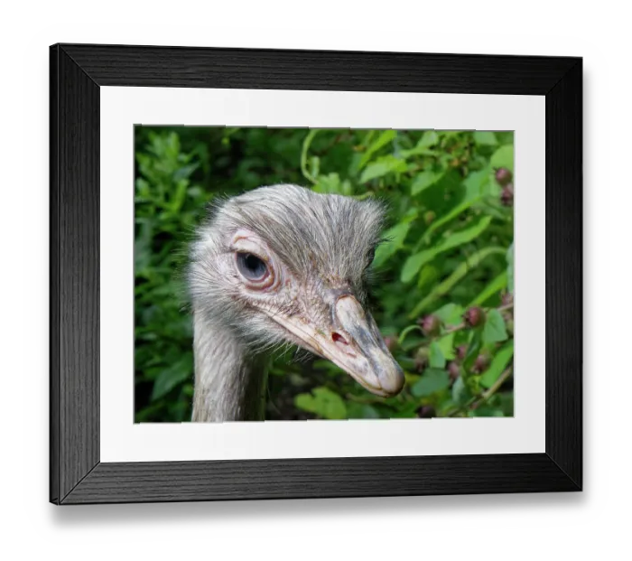 Framed Print : Greater rhea (Rhea americana) portrait. Captive Framed Print : Greater rhea (Rhea americana) portrait. Captive
