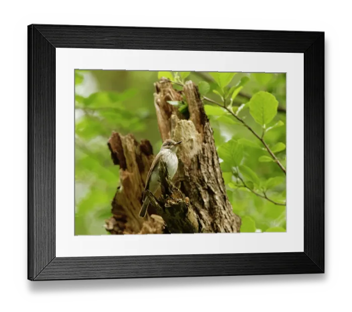 Framed Print : Spotted flycatcher (Muscicapa striata) perched on a dead tree, Forest of Dean, Gloucestershire, UK, May Framed Print : Spotted flycatcher (Muscicapa striata) perched on a dead tree, Forest of Dean, Gloucestershire, UK, May