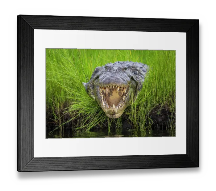 Framed Print : Nile crocodile (Crocodylus niloticus) lying on riverbank with mouth open, Chobe River, Botswana Framed Print : Nile crocodile (Crocodylus niloticus) lying on riverbank with mouth open, Chobe River, Botswana