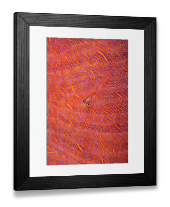 Framed Print : Common ghostgoby (Pleurosicya mossambica) hiding within branches of Soft coral (Dendronephthya sp.) on coral reef. Gubal Island, Egypt, Gulf of Suez, Red Sea Framed Print : Common ghostgoby (Pleurosicya mossambica) hiding within branches of Soft coral (Dendronephthya sp.) on coral reef. Gubal Island, Egypt, Gulf of Suez, Red Sea