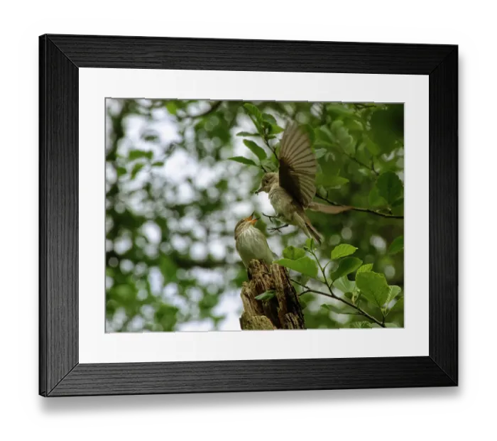 Framed Print : Spotted flycatcher (Muscicapa striata) male offering insect prey to female during courtship display, Forest of Dean, Gloucestershire, UK, May Framed Print : Spotted flycatcher (Muscicapa striata) male offering insect prey to female during courtship display, Forest of Dean, Gloucestershire, UK, May