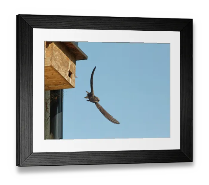 Framed Print : Common swift (Apus apus) taking flight from nest box and calling, Box, Wiltshire, UK, June
