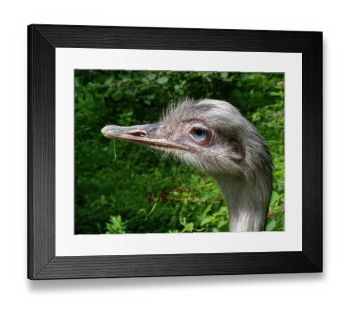 Framed Print : Greater rhea (Rhea americana) portrait. Captive Framed Print : Greater rhea (Rhea americana) portrait. Captive