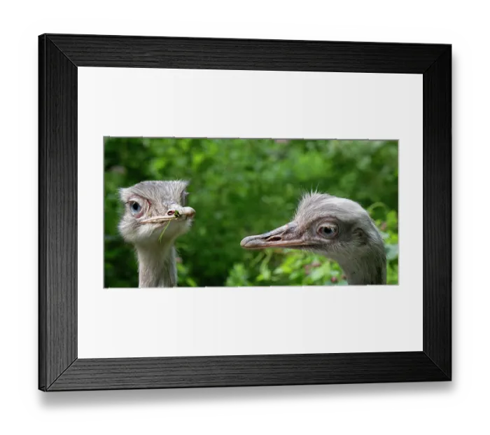 Framed Print : Greater rhea (Rhea americana) pair looking around. Captive Framed Print : Greater rhea (Rhea americana) pair looking around. Captive