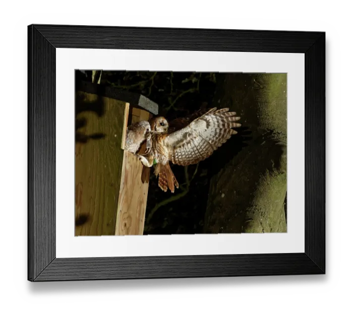 Framed Print : Tawny owl (Strix aluco) chick peers out of nestbox with Wood mouse (Apodemus sylvaticus) in beak as adult prepares to take flight, Wiltshire, UK, May Framed Print : Tawny owl (Strix aluco) chick peers out of nestbox with Wood mouse (Apodemus sylvaticus) in beak as adult prepares to take flight, Wiltshire, UK, May
