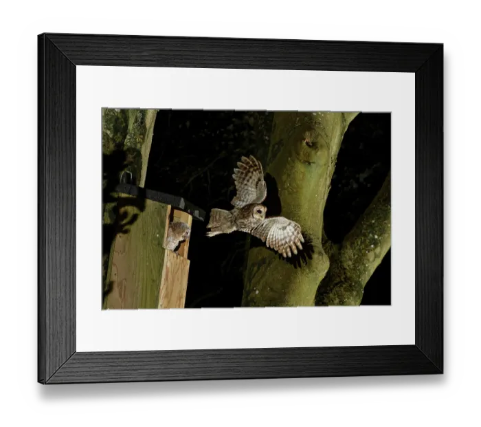 Framed Print : Tawny owl (Strix aluco) taking flight from garden nest box after delivering Cockchafer (Melolontha melolontha) prey to chick perched at entrance, Wiltshire, UK, May Framed Print : Tawny owl (Strix aluco) taking flight from garden nest box after delivering Cockchafer (Melolontha melolontha) prey to chick perched at entrance, Wiltshire, UK, May