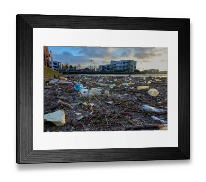 Framed Print : Plastic and woody debris (mostly Japanese knotweed) washed down the River Irwell into Salford Quays after a storm, Manchester, UK. January, 2023 Framed Print : Plastic and woody debris (mostly Japanese knotweed) washed down the River Irwell into Salford Quays after a storm, Manchester, UK. January, 2023
