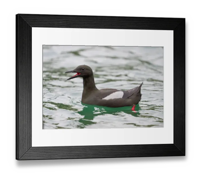 Framed Print : Black guillemot (Cepphus grylle) on water, calling, Portpatrick, Dumfries and Galloway, Scotland, UK. May