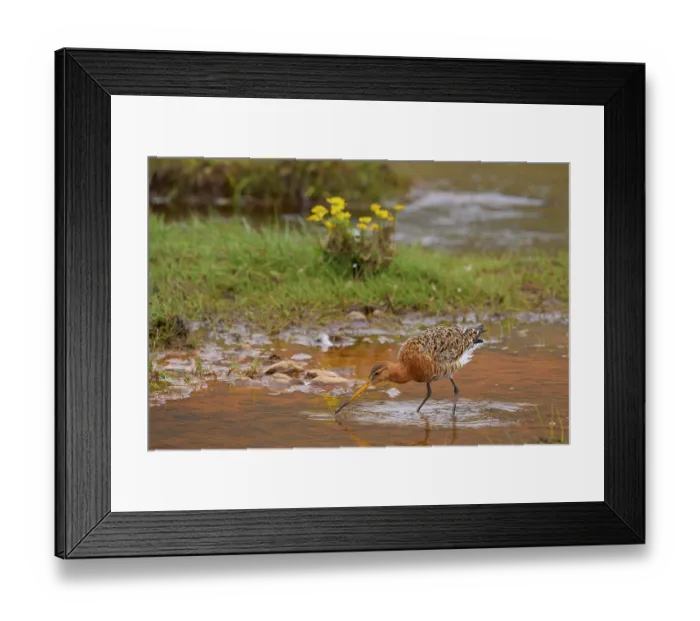 Framed Print : Black-tailed godwit (Limosa limosa) standing in puddle, drinking, Akranes, Iceland. June Framed Print : Black-tailed godwit (Limosa limosa) standing in puddle, drinking, Akranes, Iceland. June