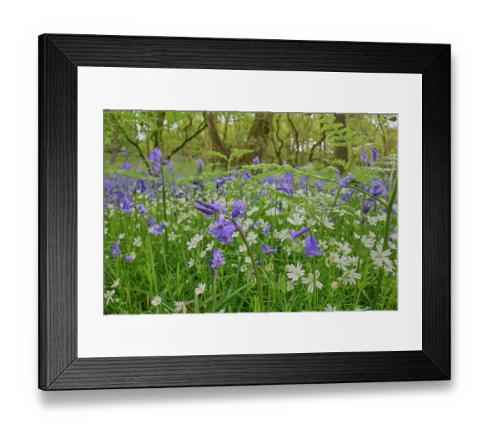 Framed Print : Bluebells (Hyacinthoides non-scripta) and Greater stitchwort (Stellaria holostea) in flower in Oak (Quercus robur) woodland, Carstramon Wood, Dumfries and Galloway, Scotland, UK Framed Print : Bluebells (Hyacinthoides non-scripta) and Greater stitchwort (Stellaria holostea) in flower in Oak (Quercus robur) woodland, Carstramon Wood, Dumfries and Galloway, Scotland, UK