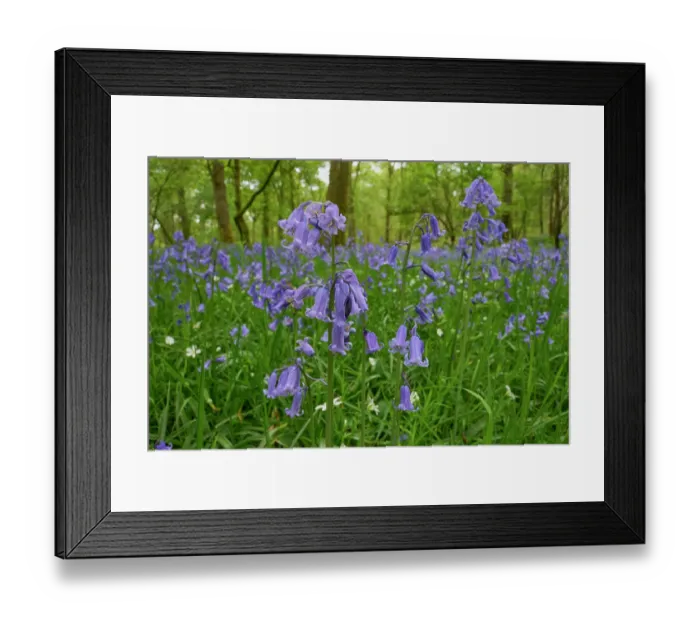 Framed Print : Bluebells (Hyacinthoides non-scripta) and Greater stitchwort (Stellaria holostea) in flower in Oak (Quercus robur) woodland, Carstramon Wood, Dumfries and Galloway, Scotland, UK Framed Print : Bluebells (Hyacinthoides non-scripta) and Greater stitchwort (Stellaria holostea) in flower in Oak (Quercus robur) woodland, Carstramon Wood, Dumfries and Galloway, Scotland, UK