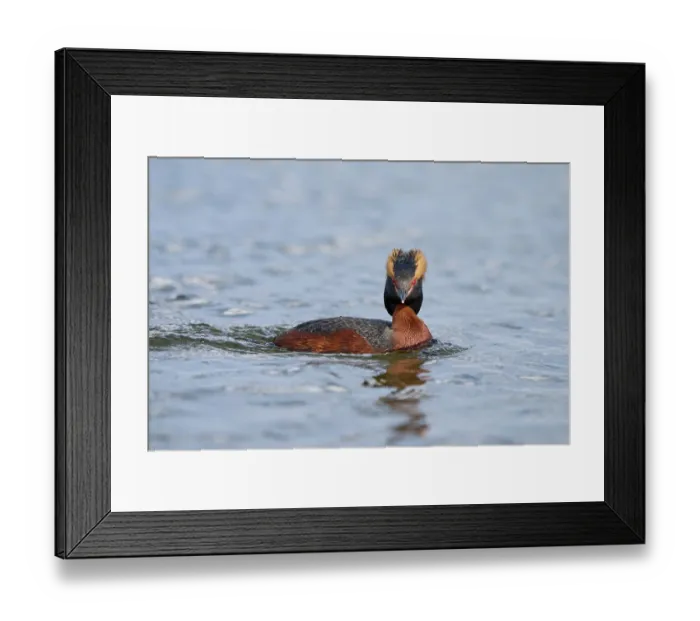 Framed Print : Slavonian grebe (Podiceps auritus) male, on water, Lake Mvvatn, Iceland. June Framed Print : Slavonian grebe (Podiceps auritus) male, on water, Lake Mvvatn, Iceland. June
