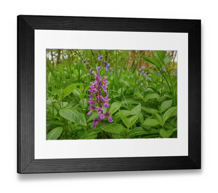 Framed Print : Bluebells (Hyacinthoides non-scripta) and Early purple orchid (Orchis mascula) in flower in Oak (Quercus robur) woodland, Carstramon Wood, Dumfries and Galloway, Scotland, UK. May Framed Print : Bluebells (Hyacinthoides non-scripta) and Early purple orchid (Orchis mascula) in flower in Oak (Quercus robur) woodland, Carstramon Wood, Dumfries and Galloway, Scotland, UK. May