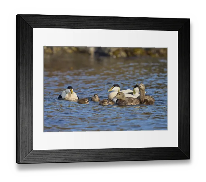 Framed Print : Three Common eider (Somateria mollissima) drakes and two females on water with ducklings, Akranes, Iceland. June Framed Print : Three Common eider (Somateria mollissima) drakes and two females on water with ducklings, Akranes, Iceland. June