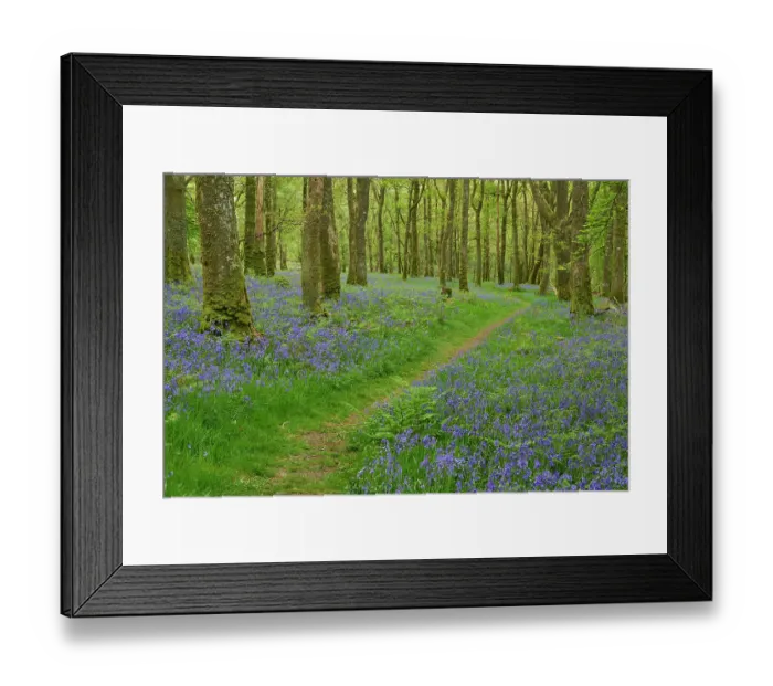 Framed Print : Bluebells (Hyacinthoides non-scripta) in flower in Oak (Quercus robur) woodland, Carstramon Wood, Dumfries and Galloway, Scotland, UK. May. Focus stacked Framed Print : Bluebells (Hyacinthoides non-scripta) in flower in Oak (Quercus robur) woodland, Carstramon Wood, Dumfries and Galloway, Scotland, UK. May. Focus stacked