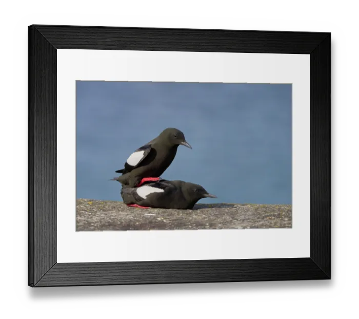 Framed Print : Black guillemot (Cepphus grylle) pair mating on harbour wall, Portpatrick, Dumfries and Galloway, Scotland, UK. May Framed Print : Black guillemot (Cepphus grylle) pair mating on harbour wall, Portpatrick, Dumfries and Galloway, Scotland, UK. May