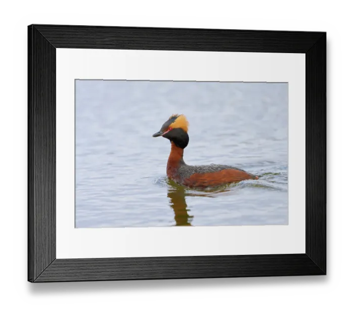 Framed Print : Slavonian grebe (Podiceps auritus) male, on water, Lake Mvvatn, Iceland. June Framed Print : Slavonian grebe (Podiceps auritus) male, on water, Lake Mvvatn, Iceland. June