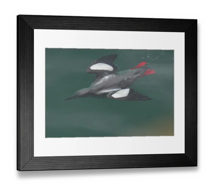 Framed Print : Black guillemot (Cepphus grylle) diving underwater, Portpatrick, Dumfries and Galloway, Scotland, UK. May