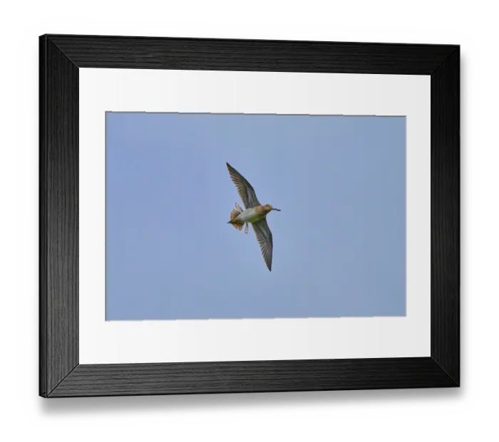 Framed Print : Common snipe (Gallinago gallinago) in flight, drumming display, Akranes, Iceland. June Framed Print : Common snipe (Gallinago gallinago) in flight, drumming display, Akranes, Iceland. June