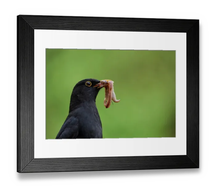 Framed Print : Blackbird (Turdus merula) male, holding worms in beak in garden, Greater Manchester, UK. April Framed Print : Blackbird (Turdus merula) male, holding worms in beak in garden, Greater Manchester, UK. April