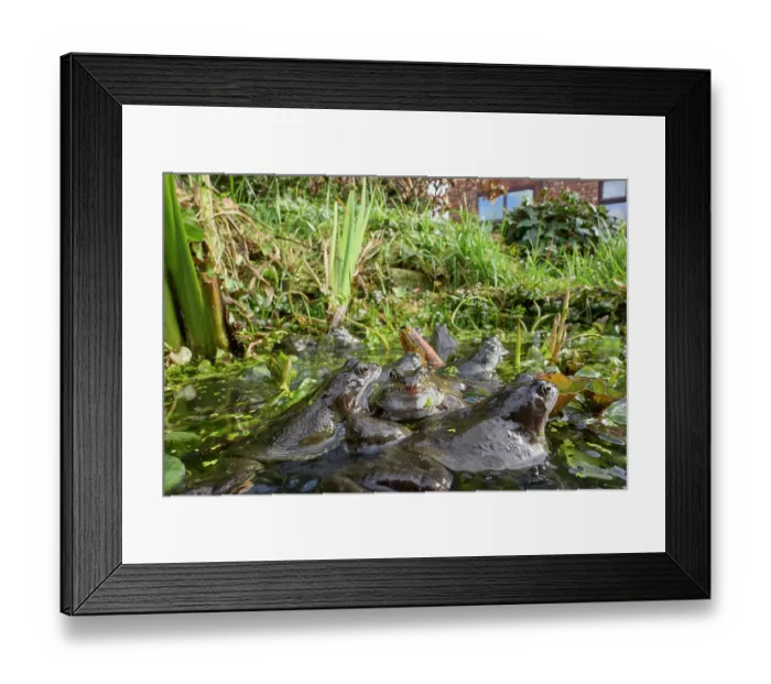 Framed Print : Group of Common frogs (Rana temporaria) spawning in an urban garden pond. Manchester, UK. March Framed Print : Group of Common frogs (Rana temporaria) spawning in an urban garden pond. Manchester, UK. March