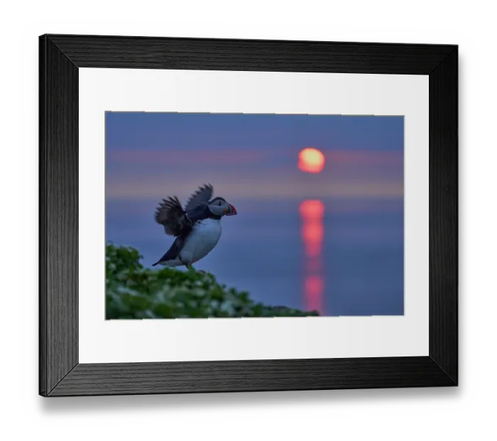 Framed Print : Atlantic puffin (Fratercula arctica) standing on cliff top stretching wings at sunrise, Grimsey Island, Iceland. June Framed Print : Atlantic puffin (Fratercula arctica) standing on cliff top stretching wings at sunrise, Grimsey Island, Iceland. June
