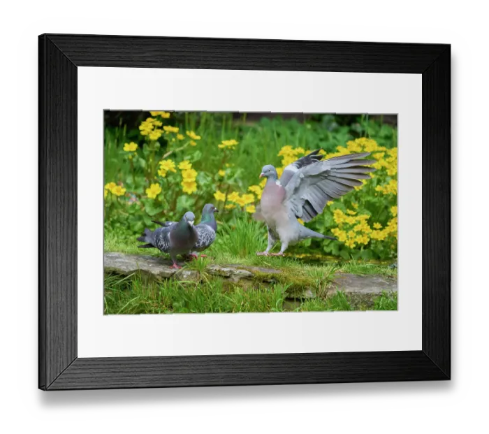 Framed Print : Woodpigeon (Columba palumbus) flapping wings, displaying aggressive behaviour towards two Feral pigeons (Columba livia) in an urban garden, Greater Manchester, UK. April Framed Print : Woodpigeon (Columba palumbus) flapping wings, displaying aggressive behaviour towards two Feral pigeons (Columba livia) in an urban garden, Greater Manchester, UK. April