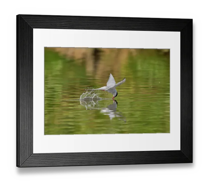 Framed Print : Arctic tern (Sterna paradisaea) flying low over water surface searching for food, Grimsey Island, Iceland. June Framed Print : Arctic tern (Sterna paradisaea) flying low over water surface searching for food, Grimsey Island, Iceland. June